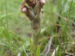 Pterygodium flanaganii